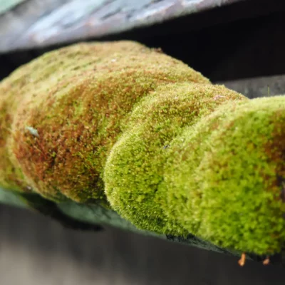 Gutter Cleaning (3)